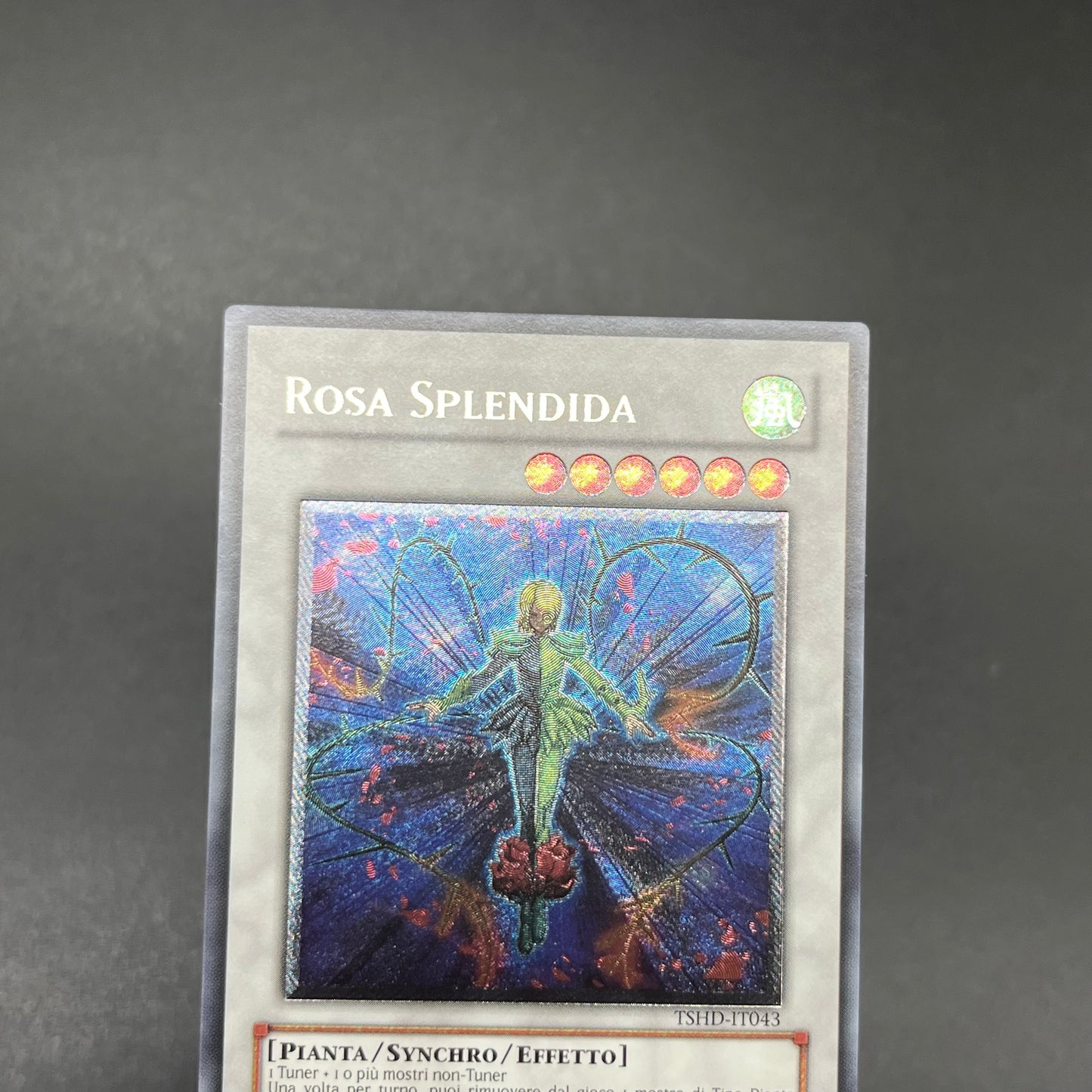 遊戯王　スプレンディッド・ローズ/レリーフ/イタリア語/EU版
